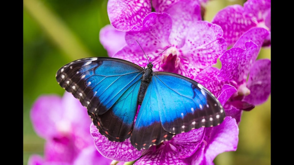 Morpho 1500m / 4nitka s lurexem 1
